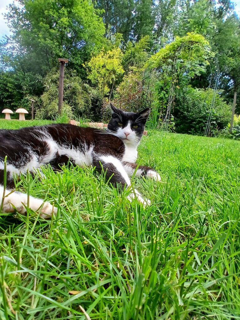 mascotte du gîte, nôtre chat